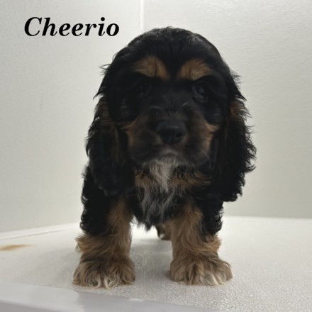 puppy, for, sale, Cocker Spaniel, Joe & Cherri  Overlease, dog, breeder, Miller, MO, dog-breeder, puppy-for-sale, forsale, nearby, find, puppyfind, locator, puppylocator, aca